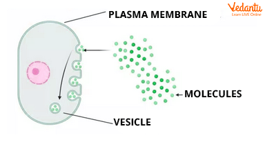 Endocytosis Diagram