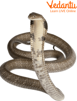 Snake has a Backbone