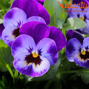 Pansy