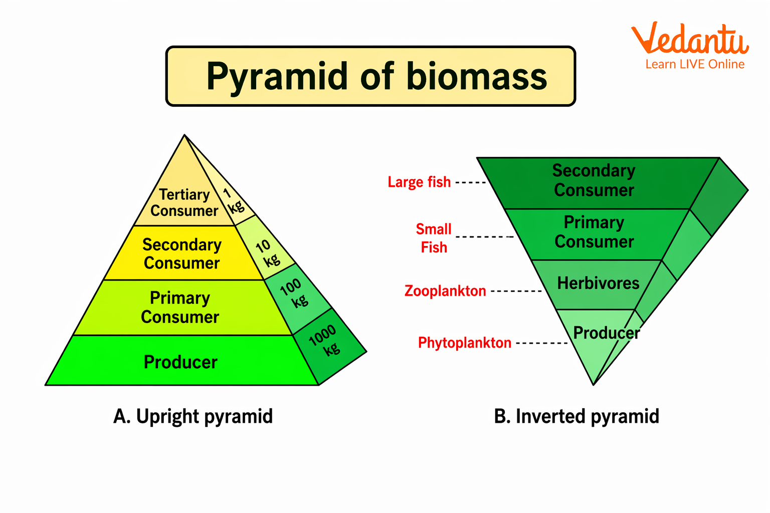Upright and inverted pyramid of biomass