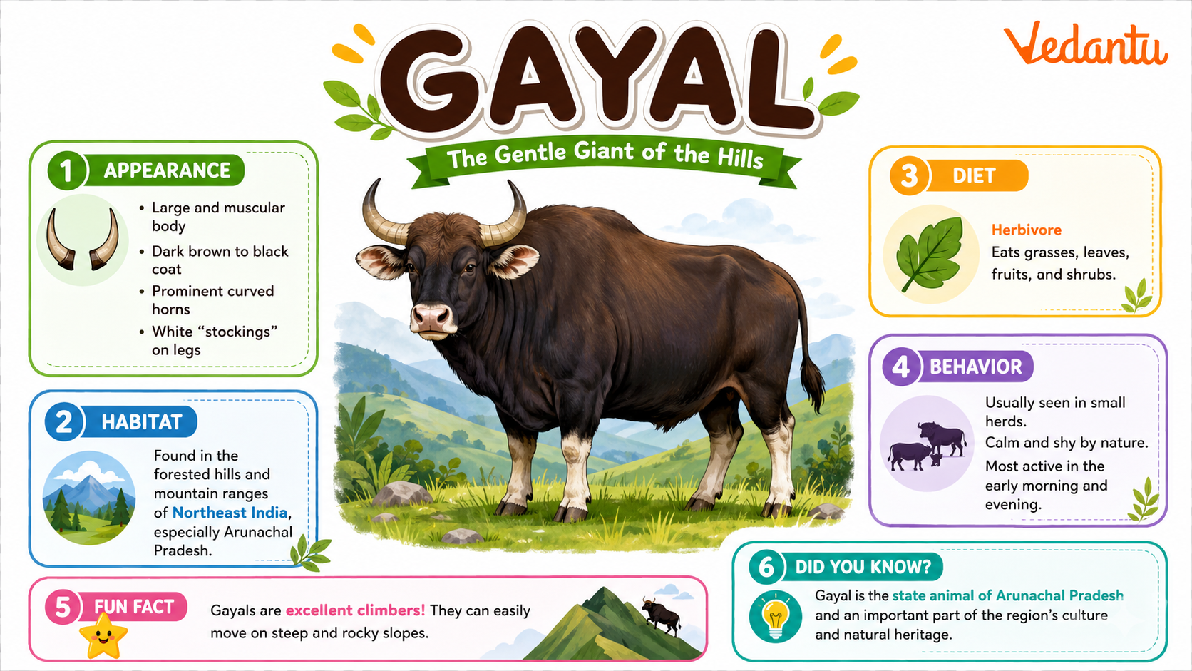 Gayal large wild cattle species