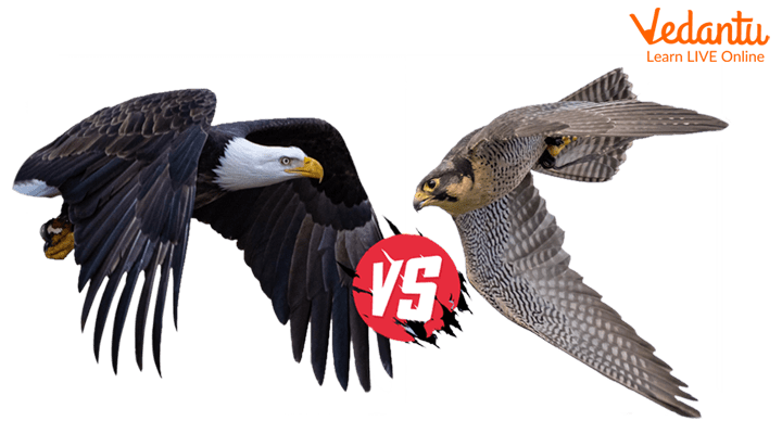 A Falcon and an Eagle