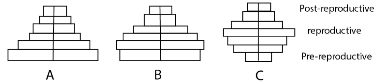 Pyramid shape reflecting growth status of population