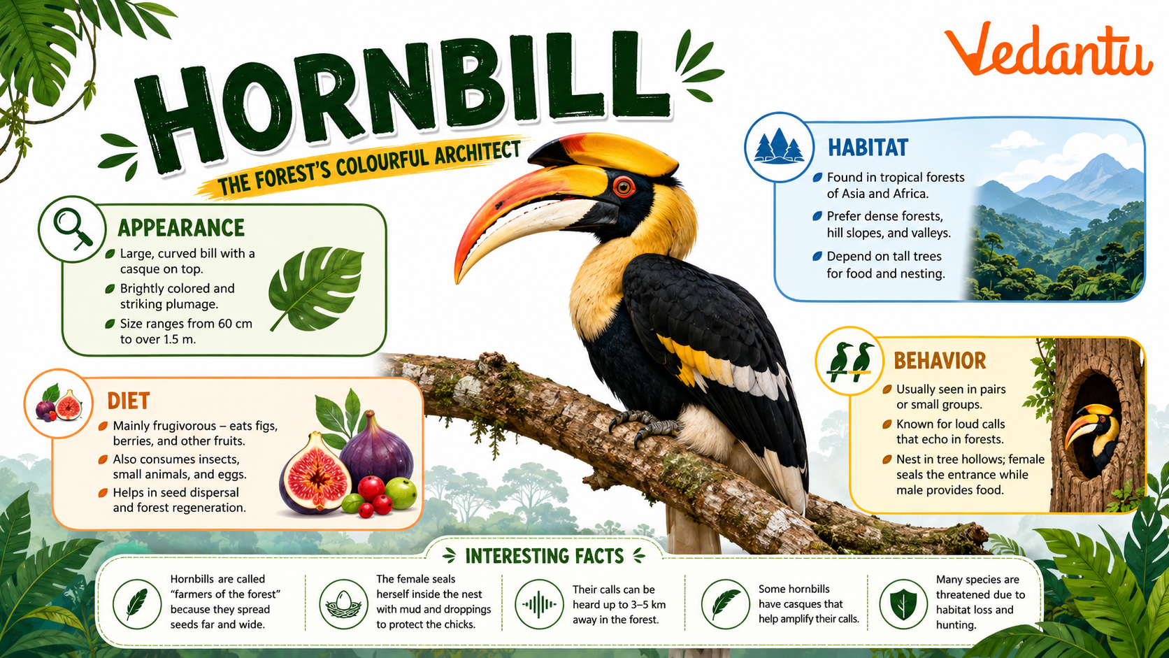 Hornbill bird with large curved beak