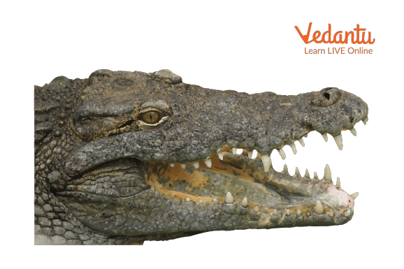 Crocodiles have powerful jaws and teeth