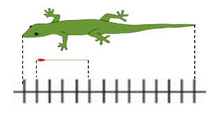 Length of the lizard and the matchstick