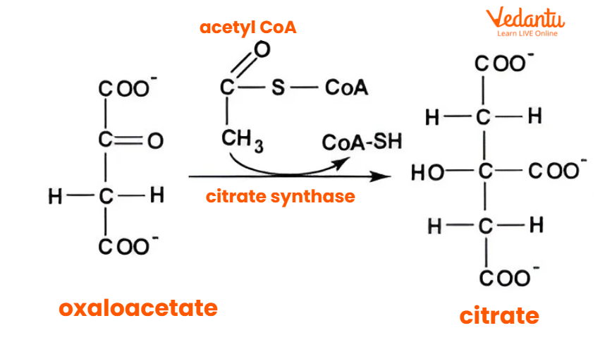 Formation of Citrate