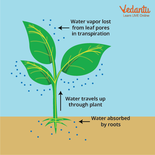 Movement of water in the plant