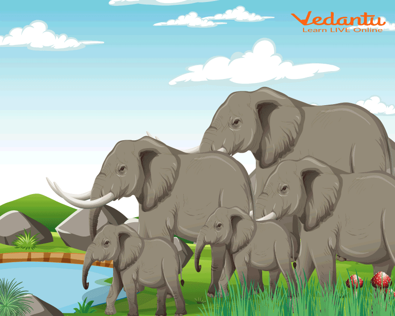 A herd of elephants