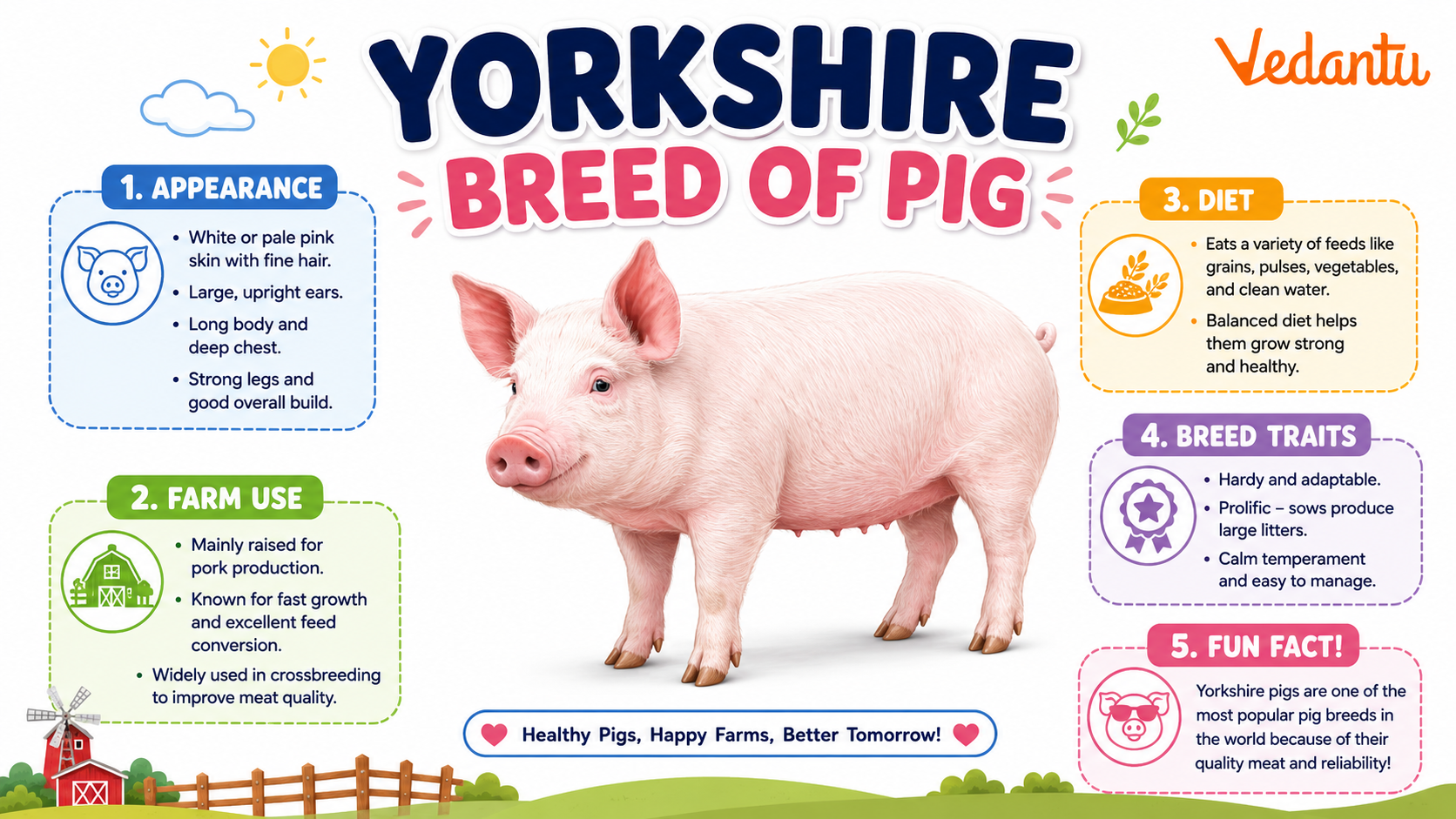 Yorkshire Breed Of Pig