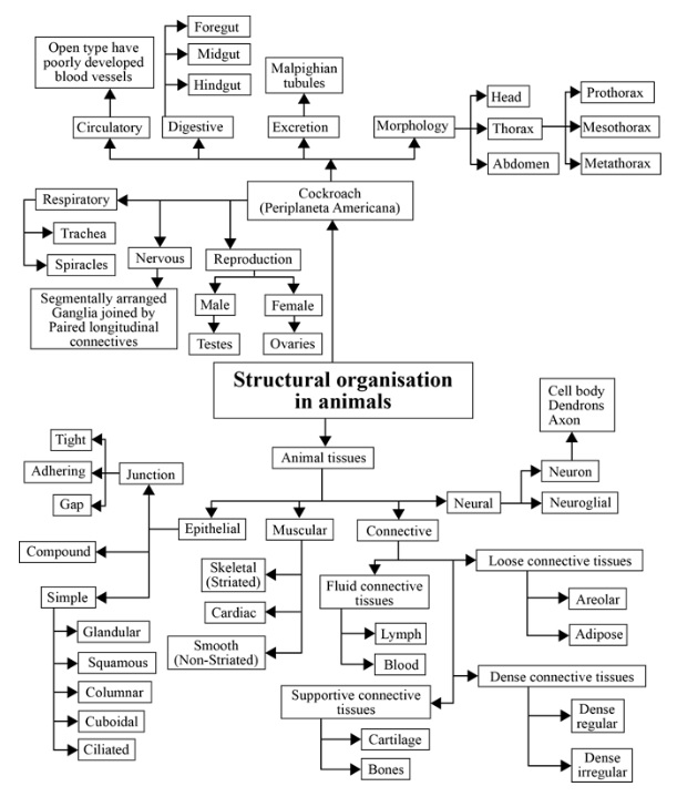 NCERT Solutions for Class 11 Biology Chapter 7 “Structural Organisation In Animals”.