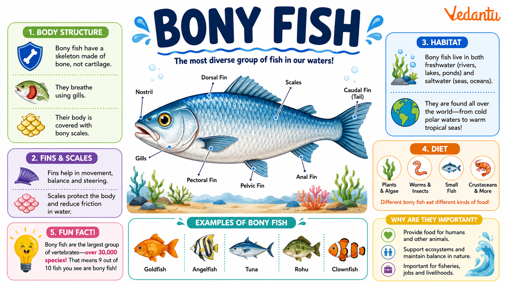 Bony Fish