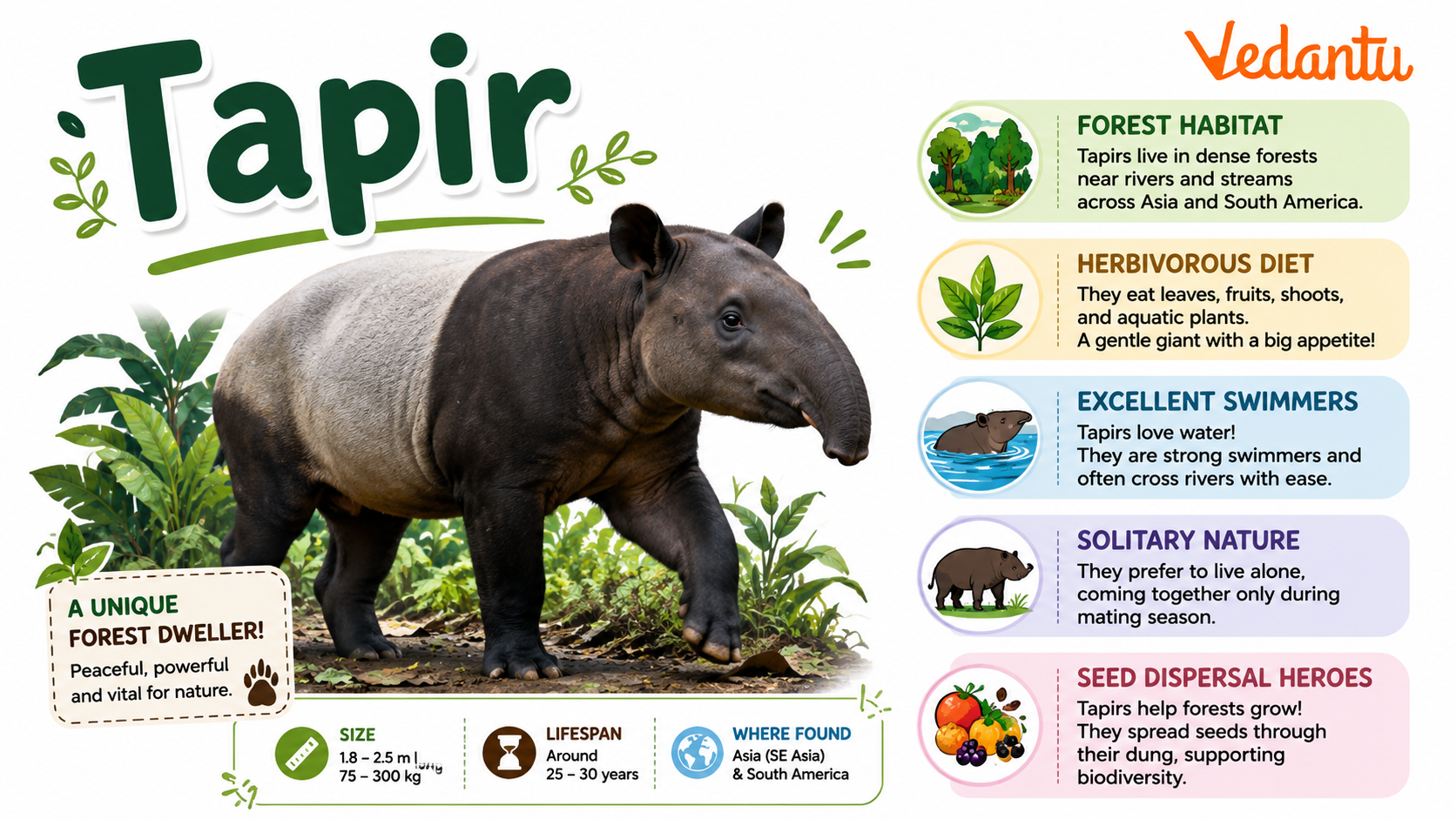 Tapir animal with short trunk-like nose standing in forest habitat