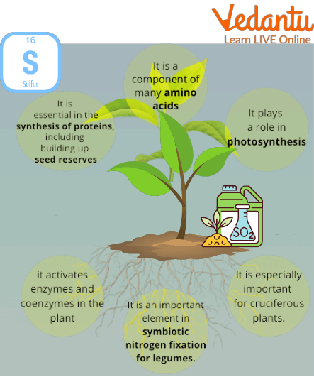 Role of Sulphur in Plants
