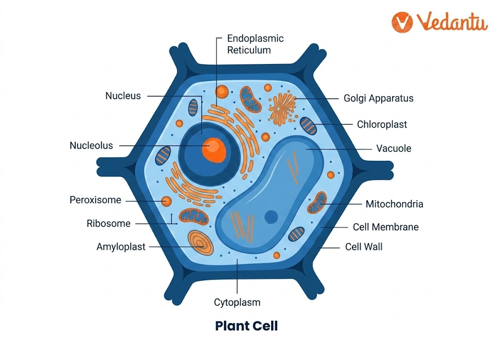 plant cell diagram