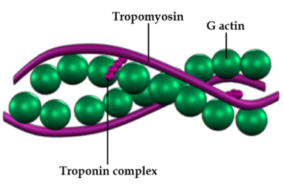 Structure of Actin (thin) Filament