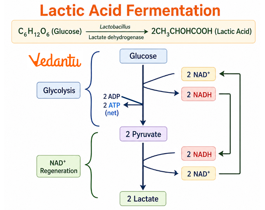 Lactic Acid Fermentation Diagram