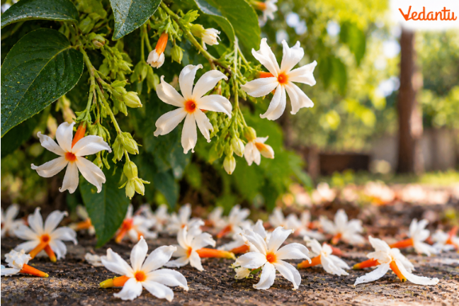 photograph of shiuli flowers