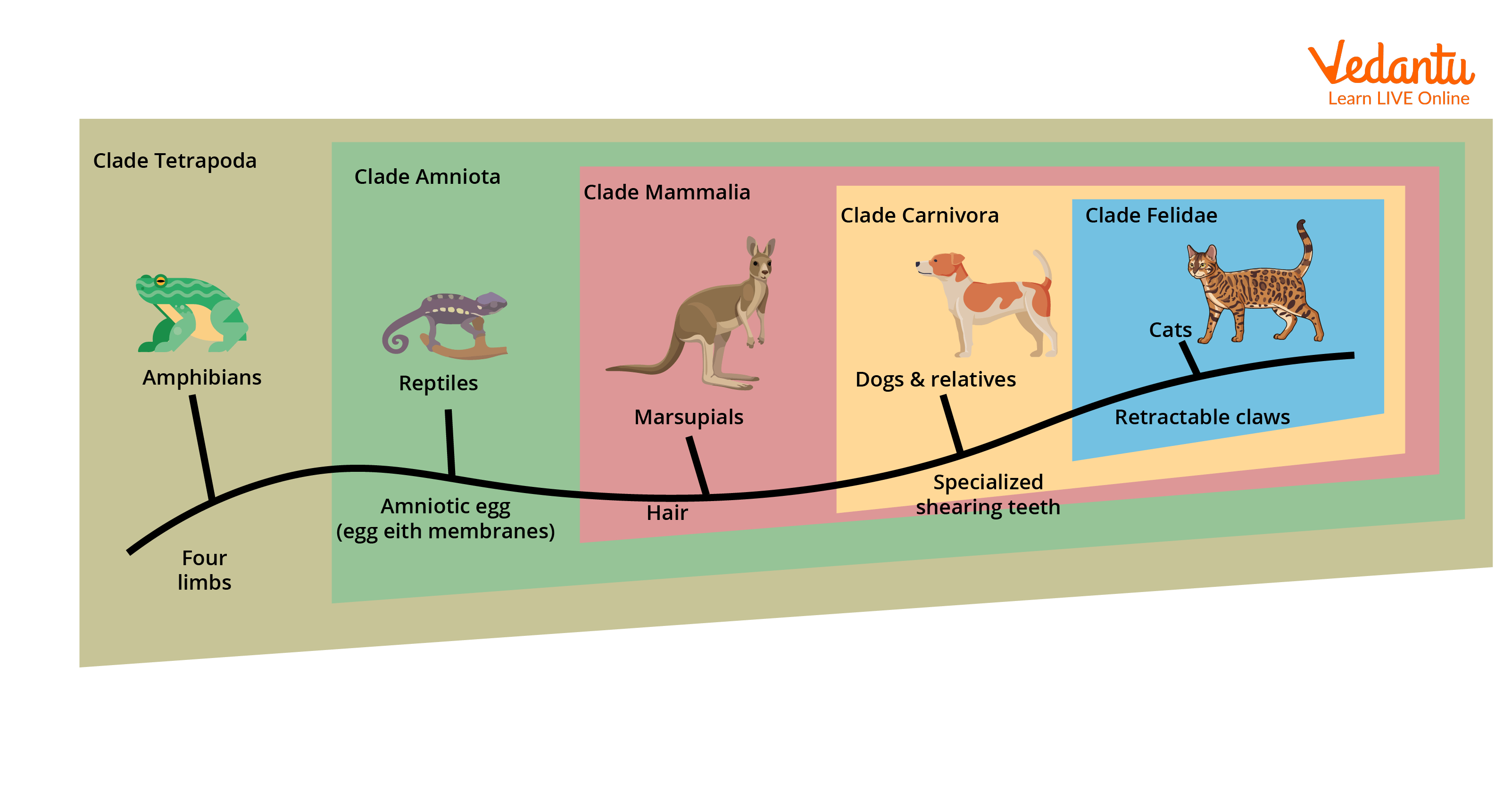 This cladogram shows a simplified phylogeny of the cat family