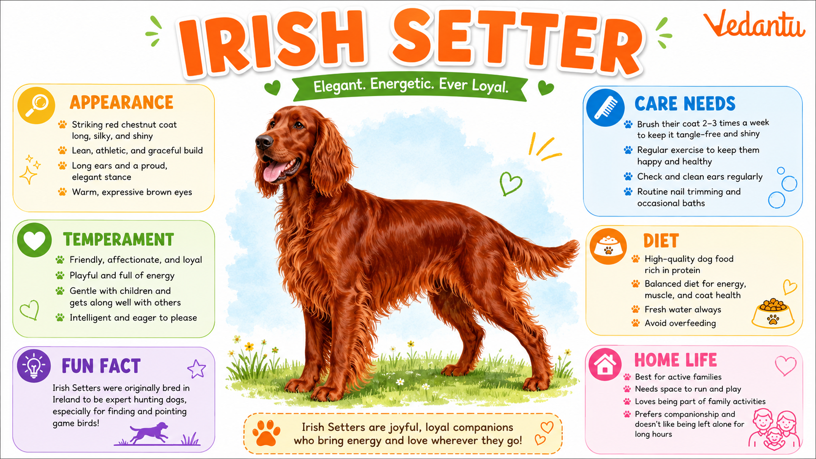 Irish Setter dog standing with long red coat