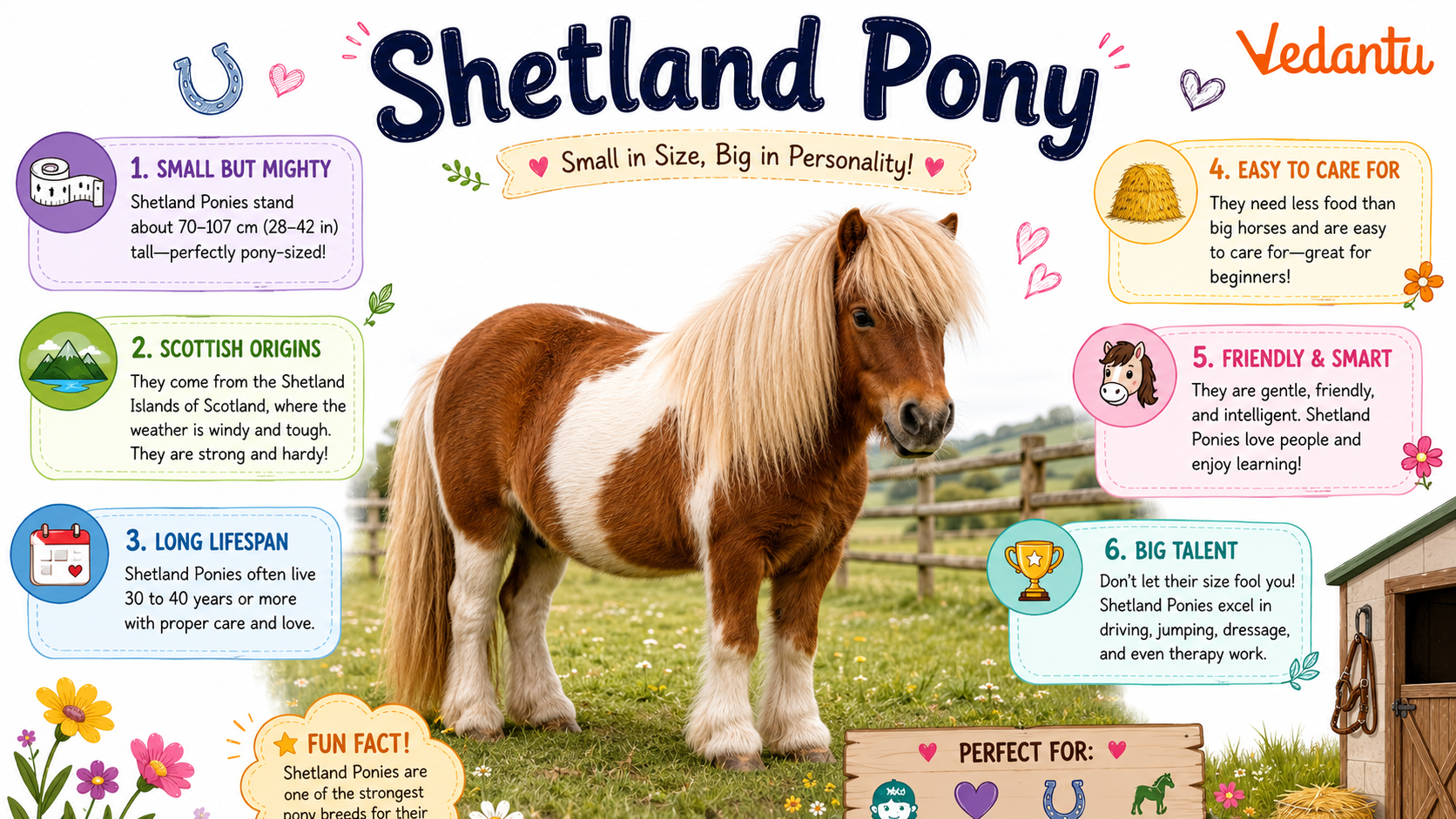 Shetland Pony