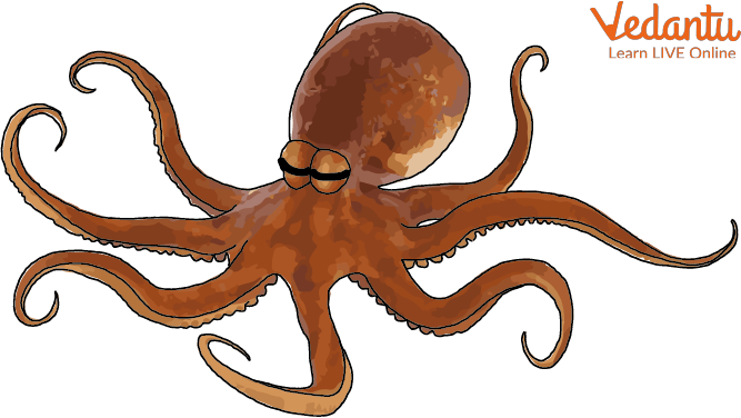 A full-grown Octopus