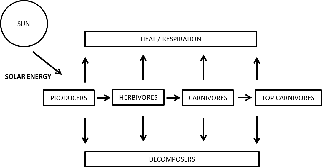 Diagrammatically Represent the Transfer of Energy in a Food Chain