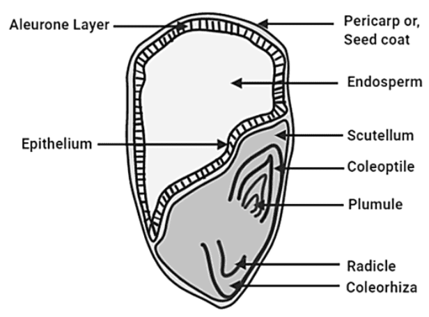 Vertical section of Maize leaf