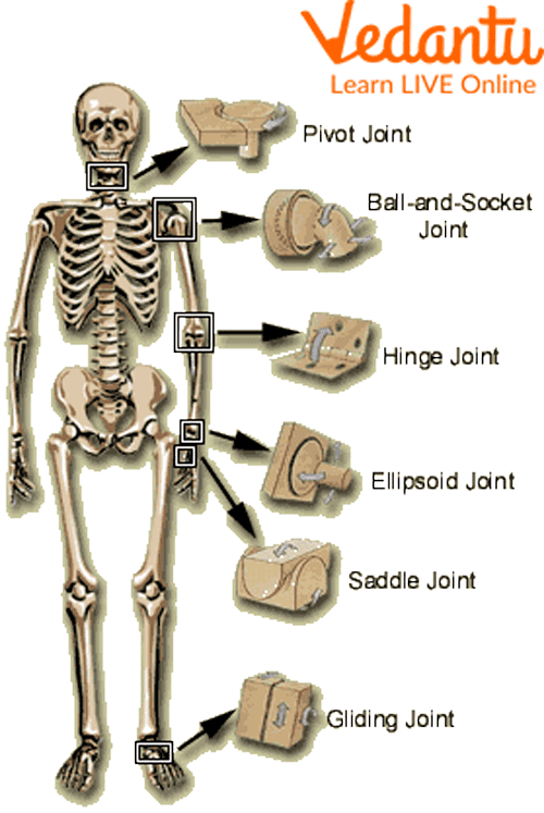 Different Types of Movable Joints
