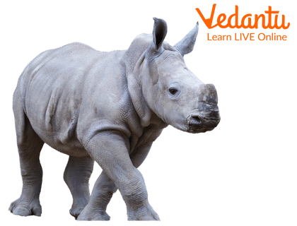 White Rhinoceros