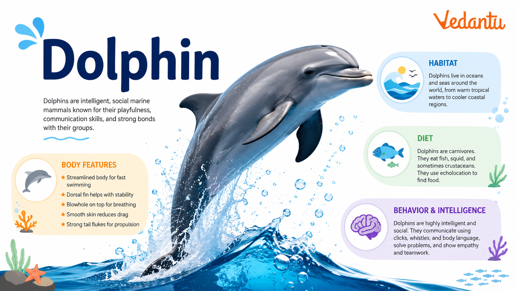 Dolphin swimming in the ocean
