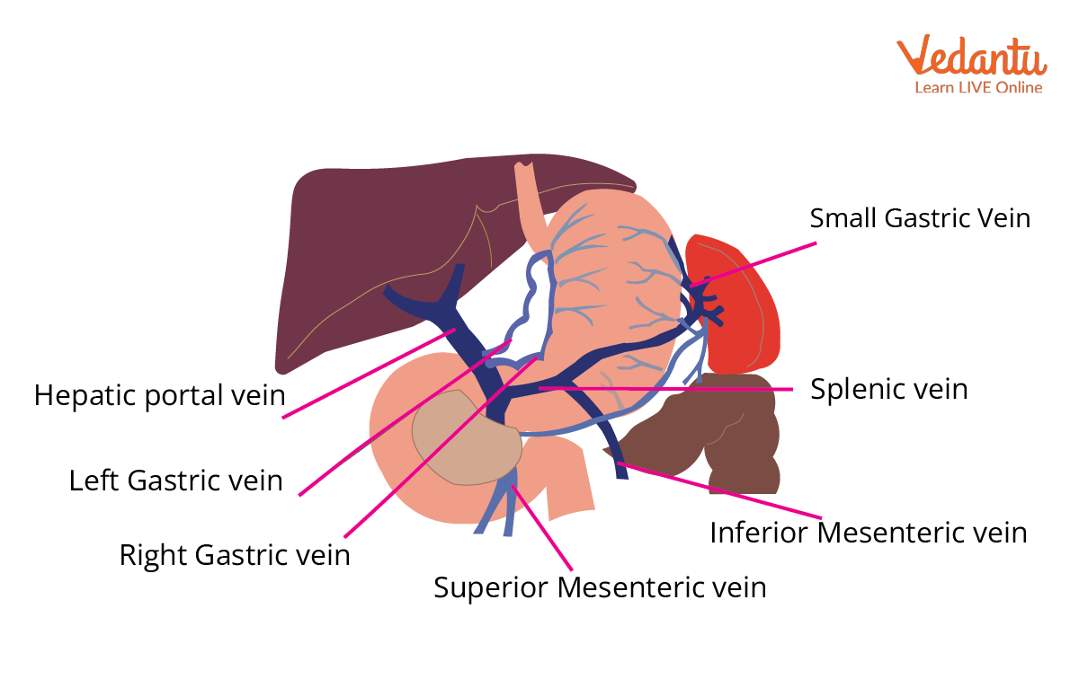 Hepatic Portal System Diagram