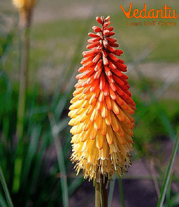 Kniphofia