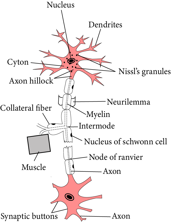 Structure of Nerve Cell or Neuron