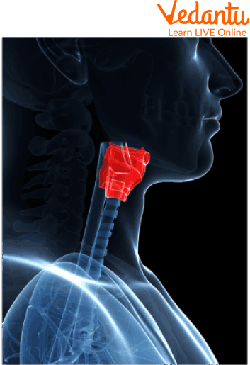 Larynx and Vocal Cords