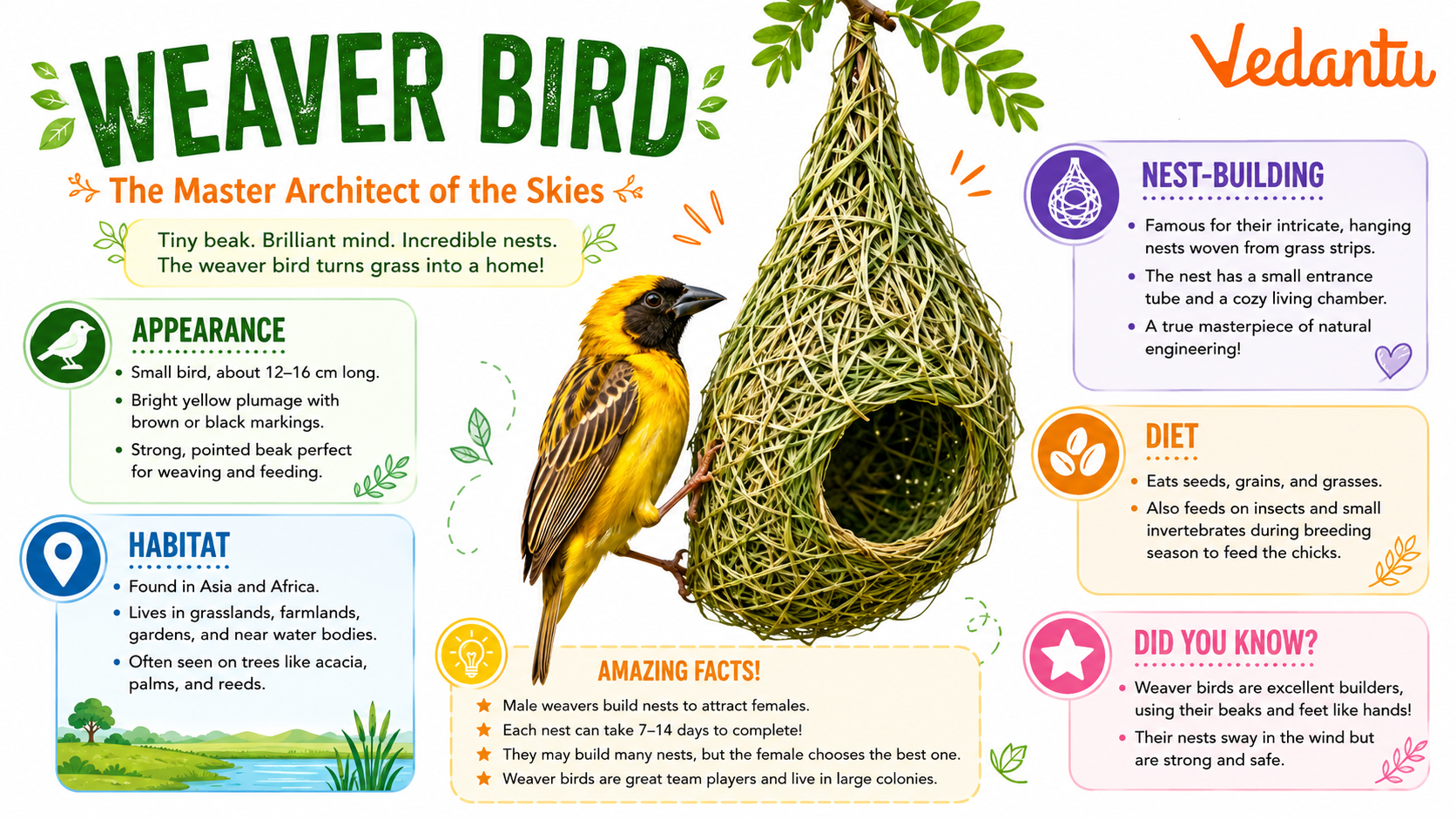 Weaver Bird hanging near its woven nest
