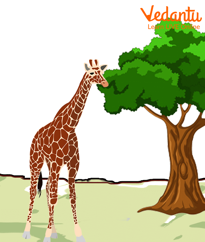 Giraffe Eating Leaves