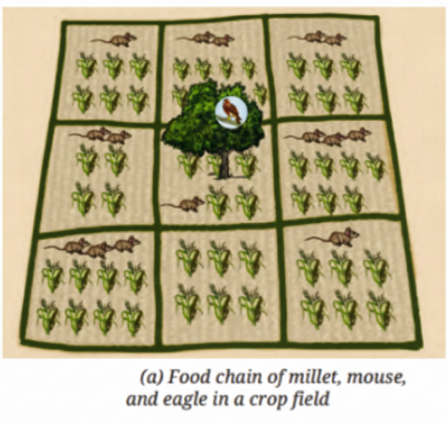 Figure (a) represents a crop field with millets, mice, and an eagle