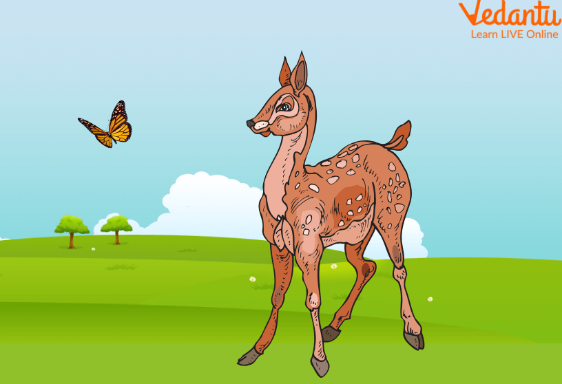 Doe Chasing a Butterfly