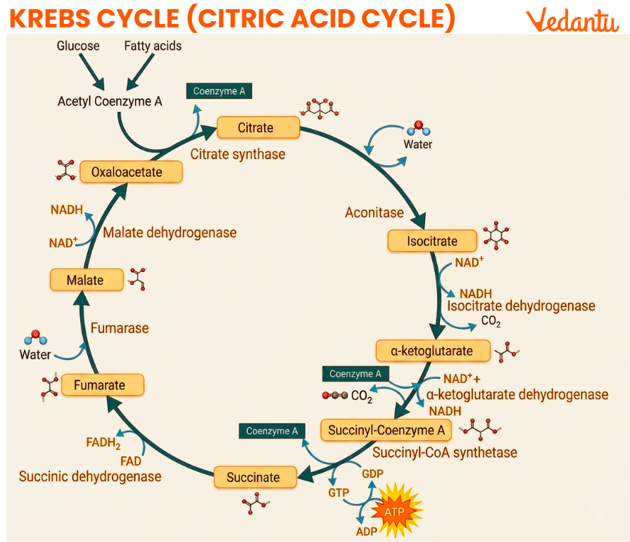 Krebs Cycle Diagram