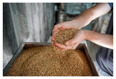 Malt, Beer Production