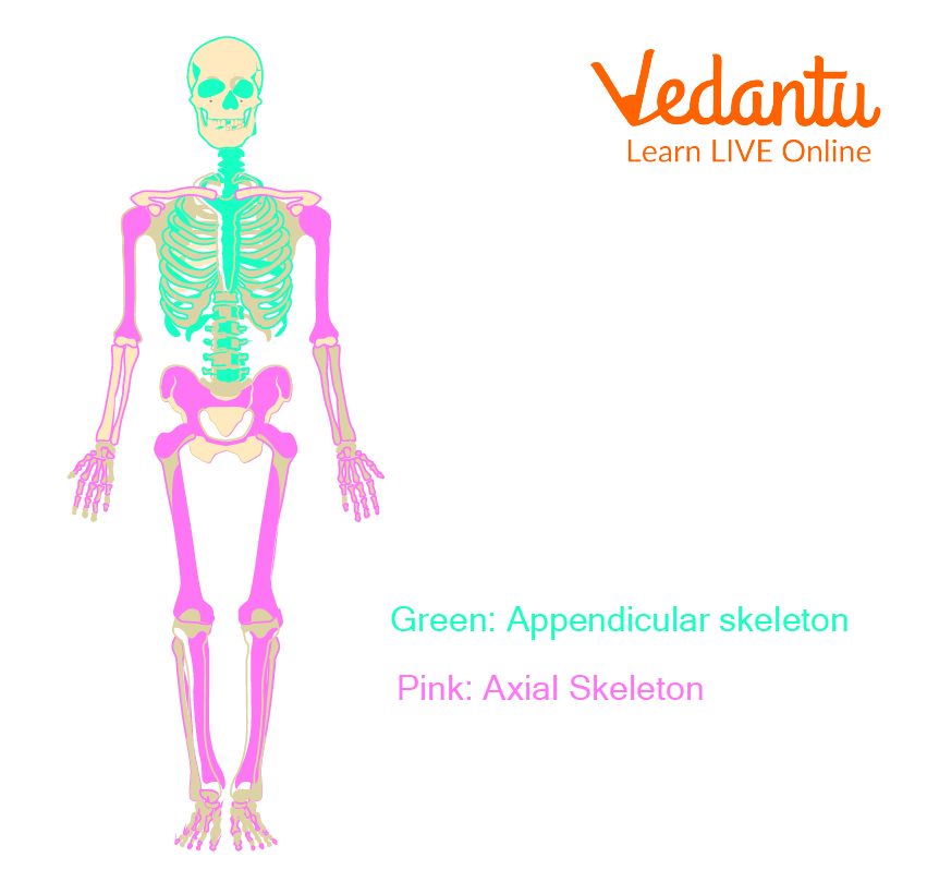 Types of Bones (Based on location and shape)