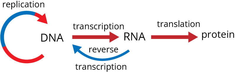 Mechanism of packaging of DNA