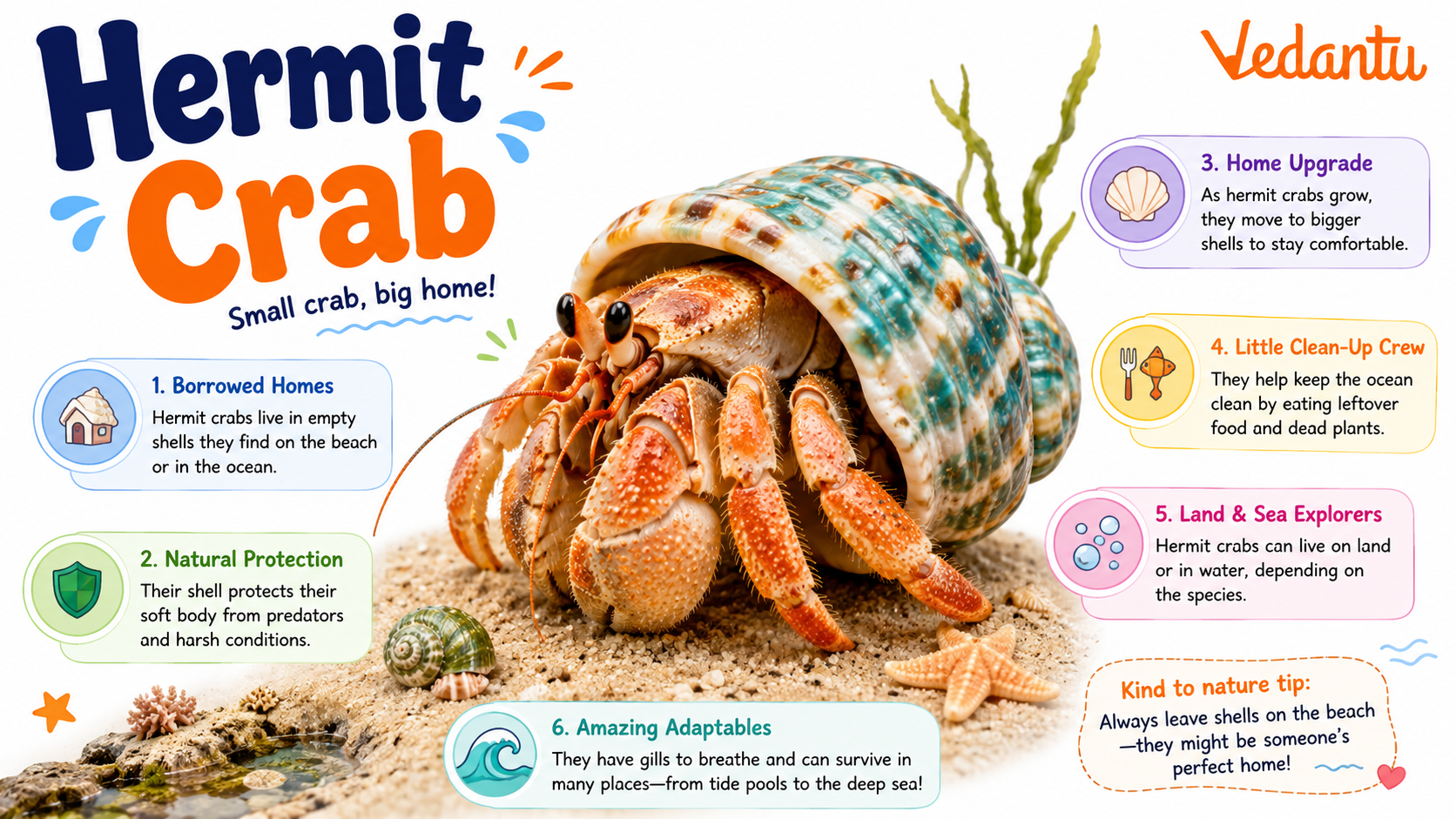 Hermit Crab