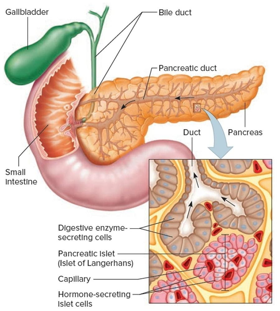 Pancreas NEET Biology Structure Functions Role Explained