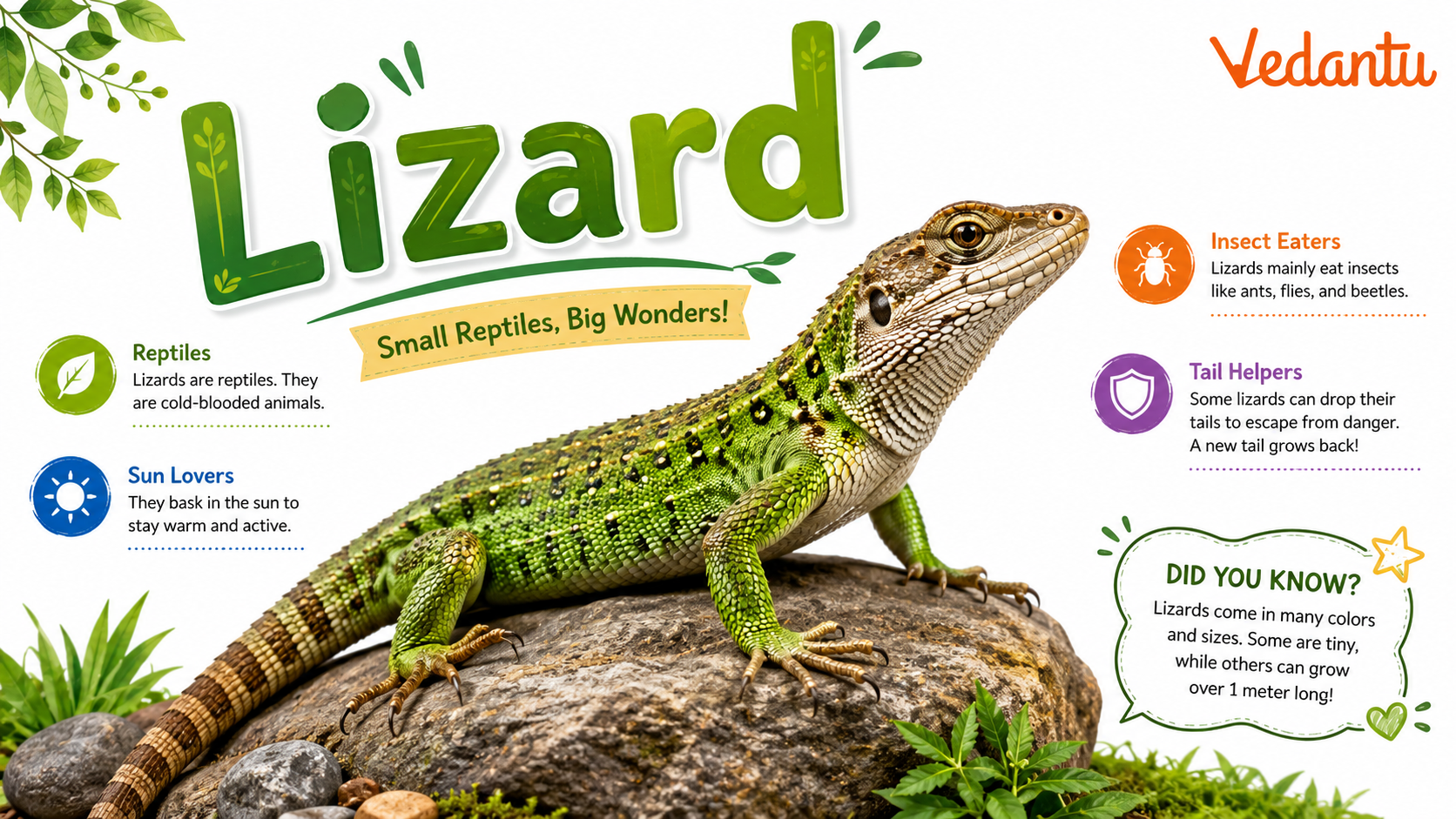 Lizard reptile with scaly skin and long tail