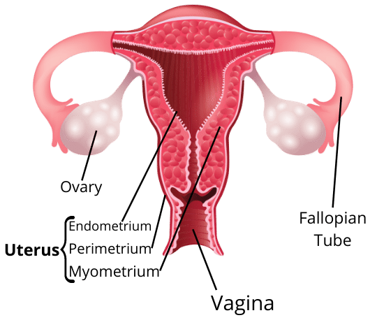 Female Reproductive System