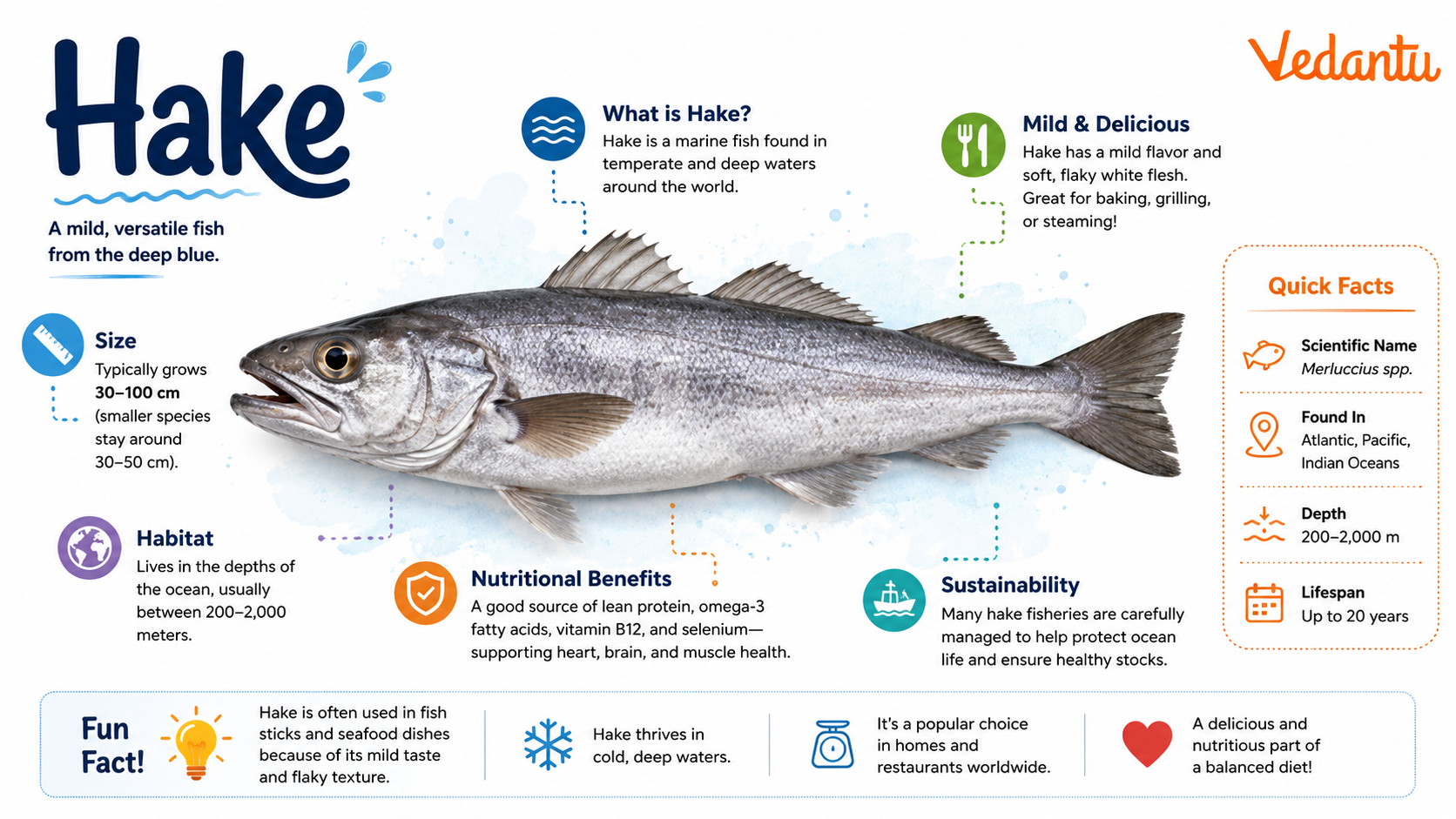 Hake fish swimming in deep ocean waters