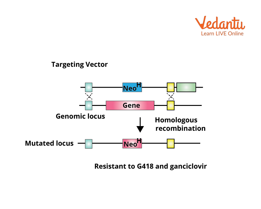 Gene Knockout by Homologous Recombination