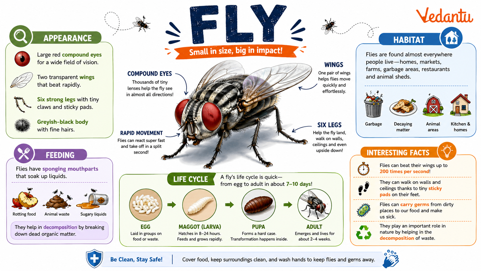 Fly insect close view